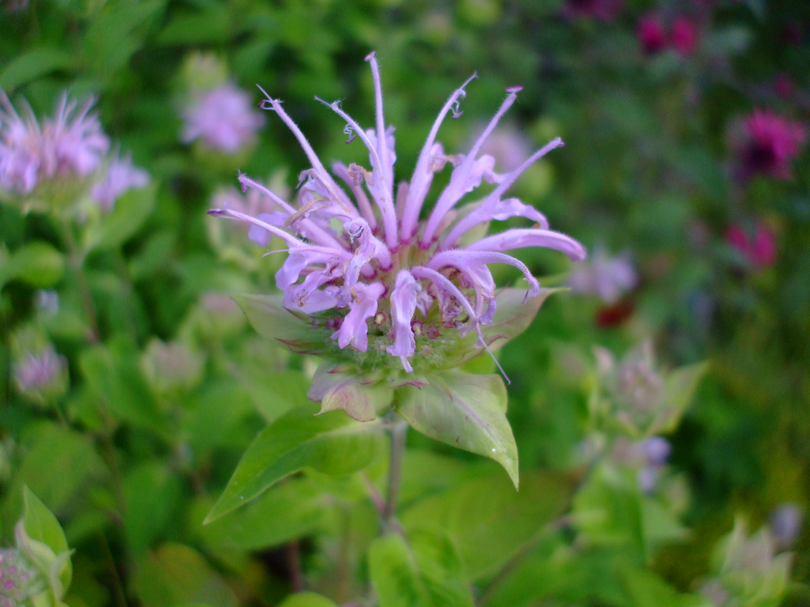Monarda fistulosa